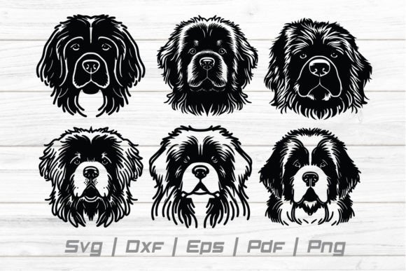 Newfoundland Dog Pet Vector